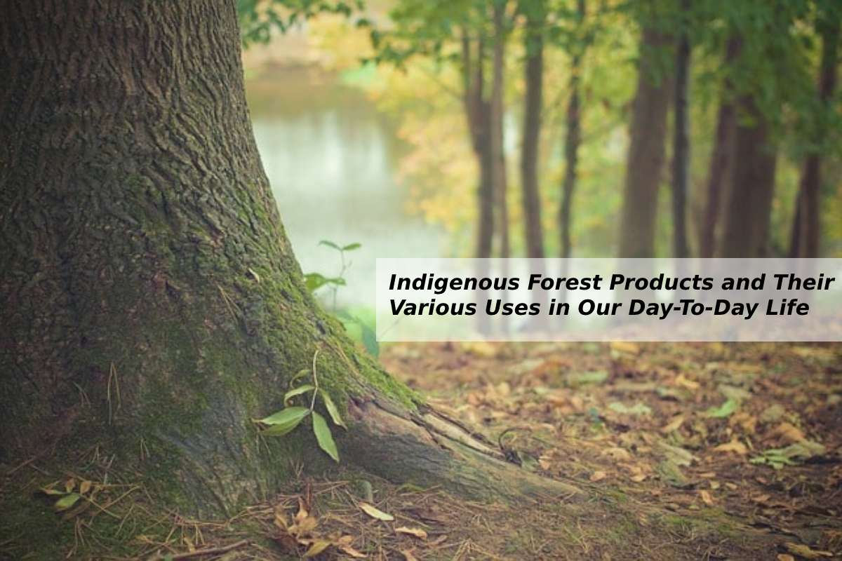 Forest Products