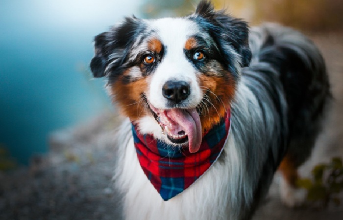 australian Shepherd dog 