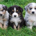 Australian Shepherd dog