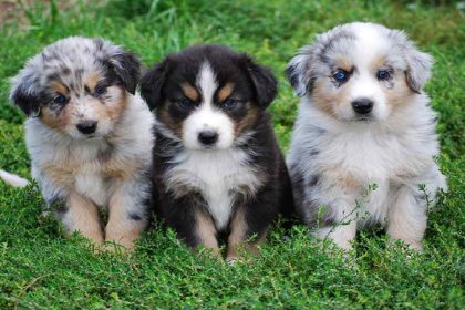 Australian Shepherd dog