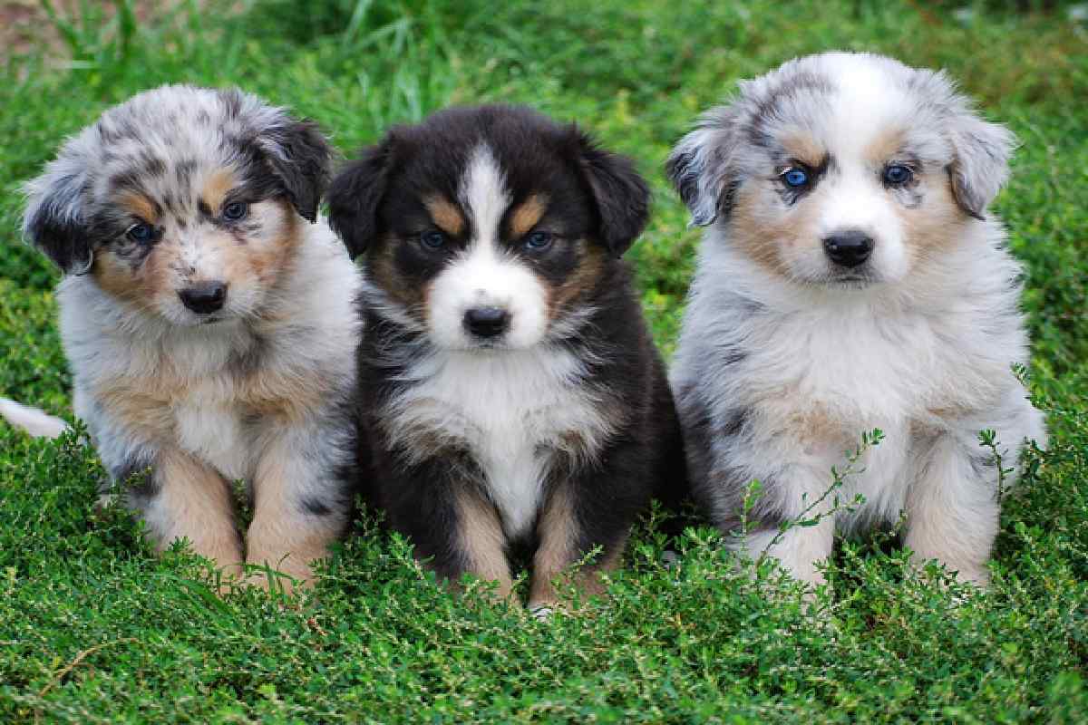 Australian Shepherd dog