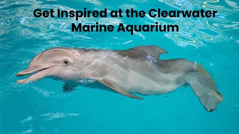 Get Inspired at the Clearwater Marine Aquarium